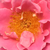 Różowy  - Róża pnąca climber - Torockó